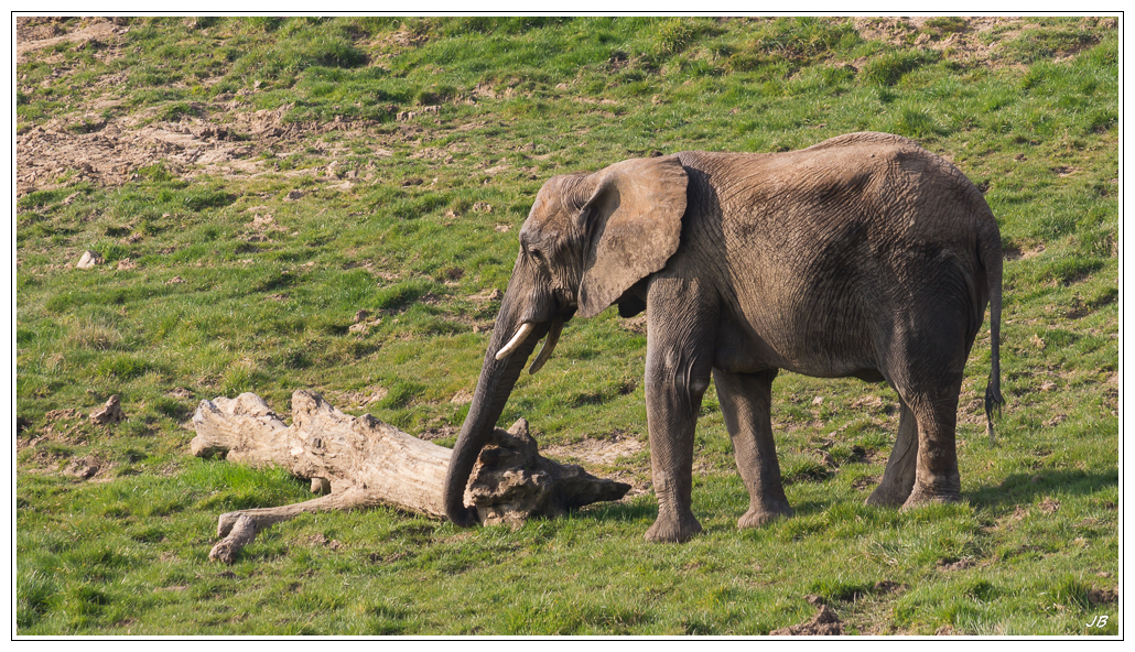 Zoo de Beauval: les poils 259433LR53P1140181