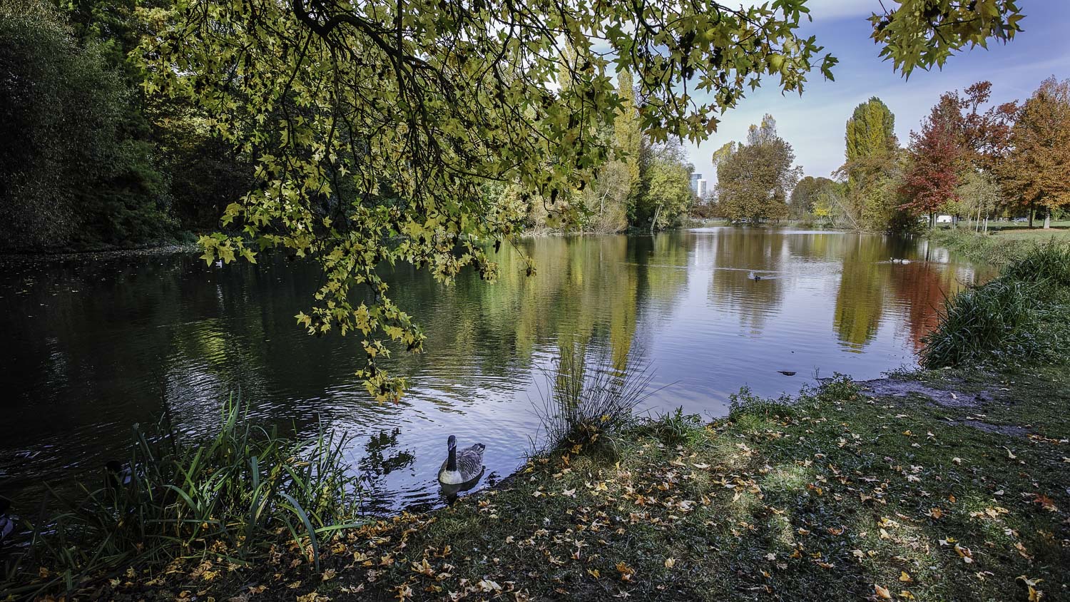 L'automne au bois (suite maj du 18/11) 260648DP0Q5689