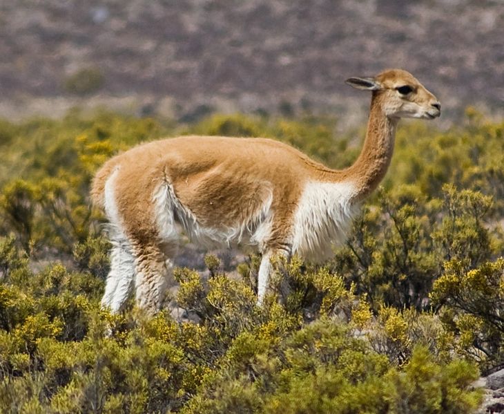 Animaux - Espèces menacées -La panthère nébuleuse +Le Kagou huppé+ autres 261401730pxVicunacrop