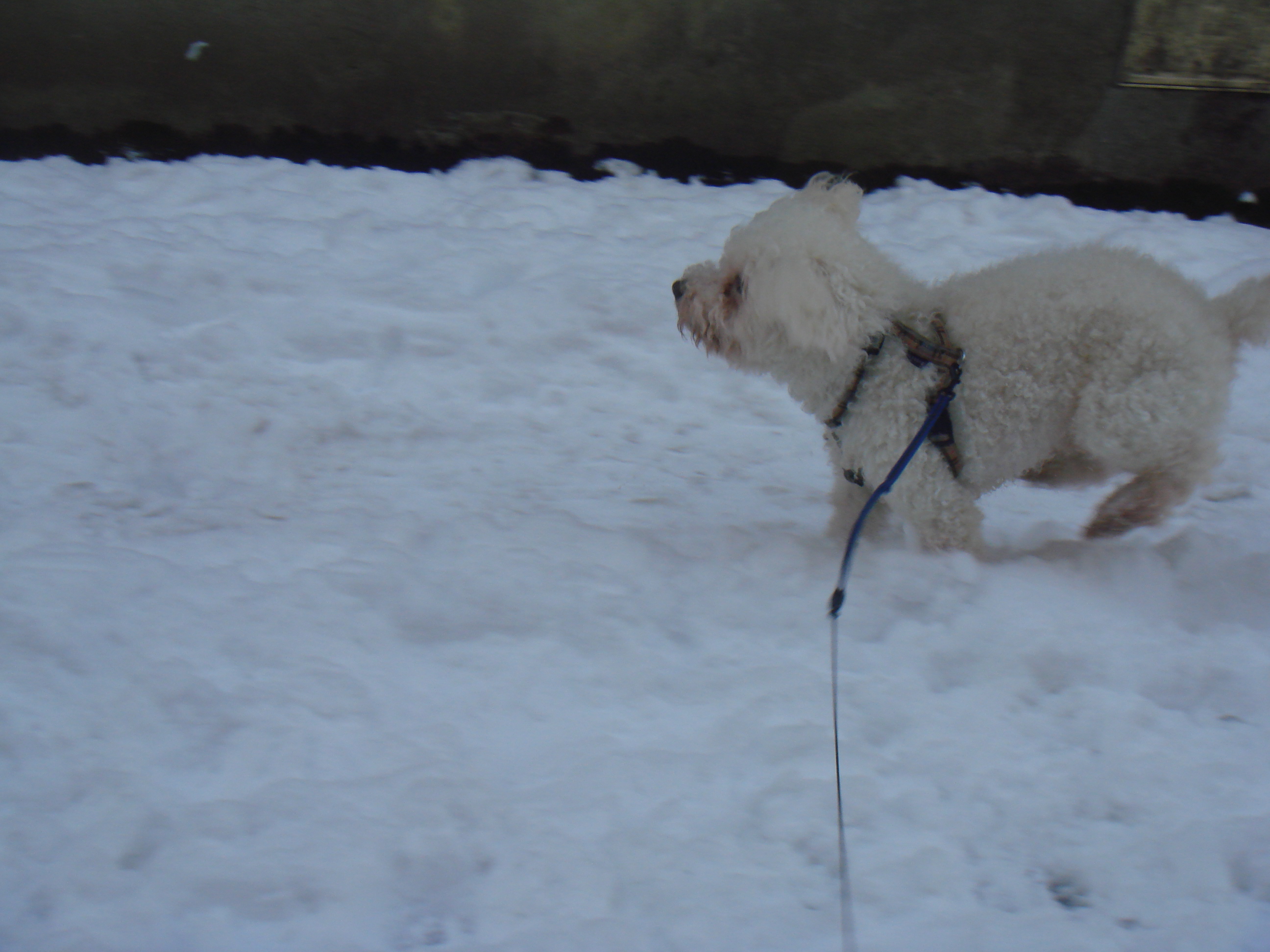 SNIF adorable caniche blanc 10 ans  FILEMON (80) - ADOPTE - Page 3 262552DSC07339