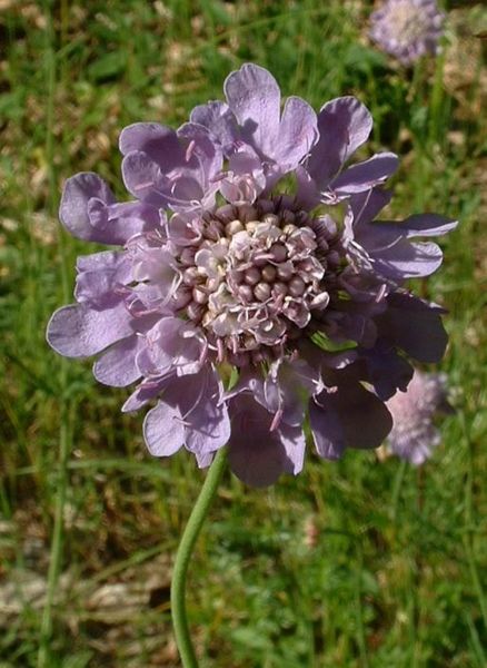 Animaux - Insectes - Papillons -Vanesse des perlières -Damier de la succise -+ autres (textes,photos) 263036438pxScabiosacolumbaria1