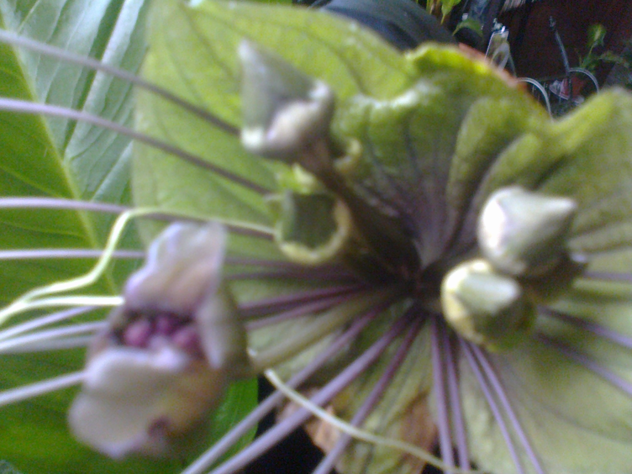 tacca green - Page 2 263230Photo0069