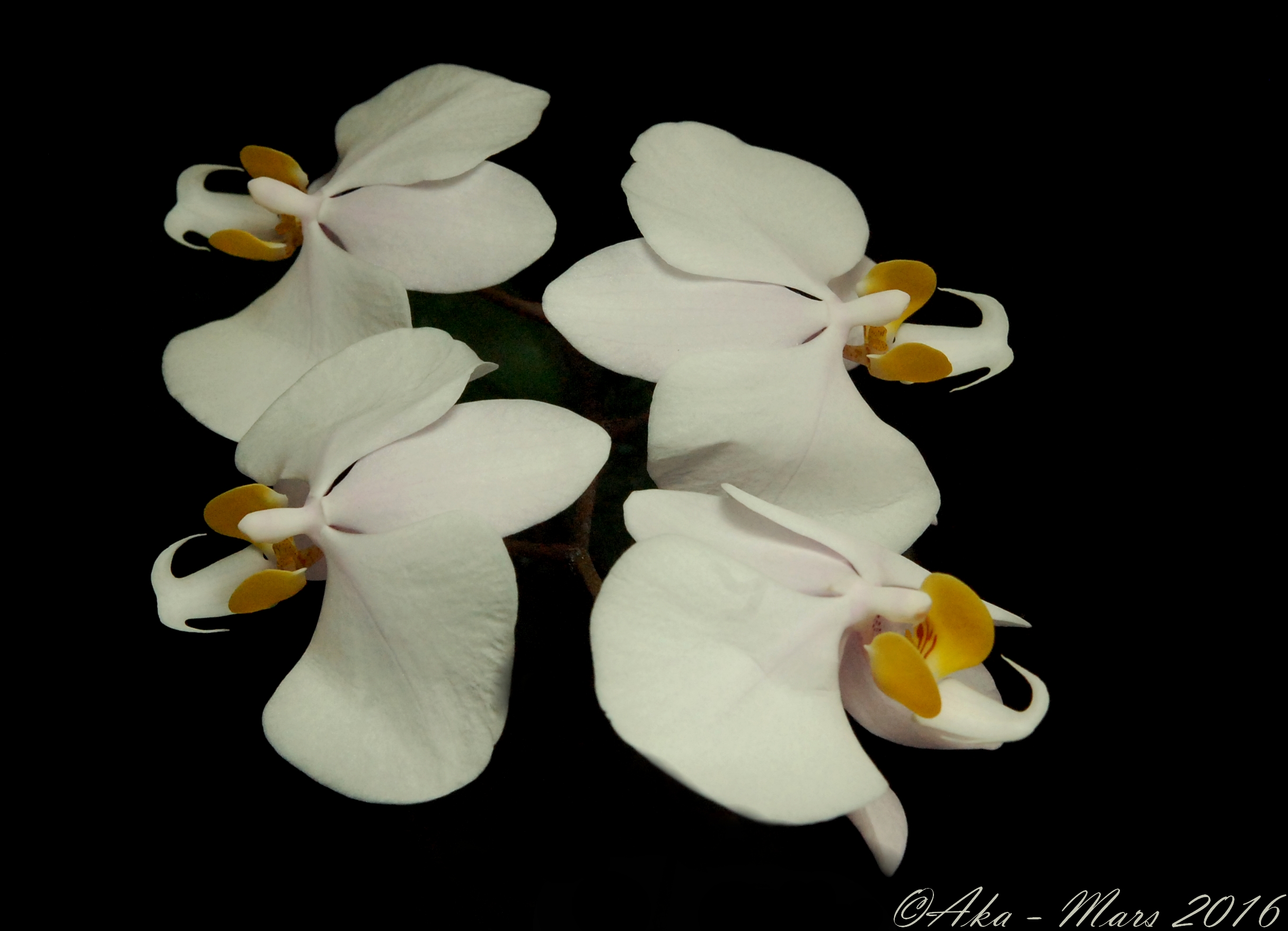 Phalaenopsis philippinensis 265252philippinensis1