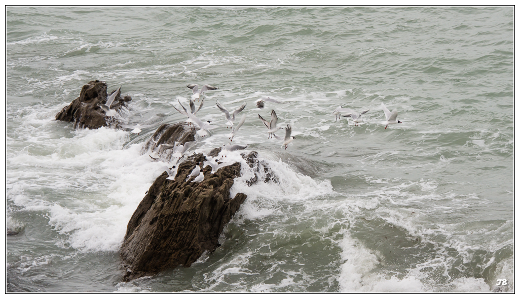 Oiseaux du Conquet 265989LR5P1120980