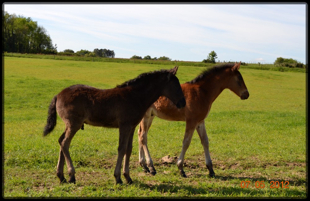 Domaine Amlalad, Berkan est vendu. - Page 13 266596DSC0071