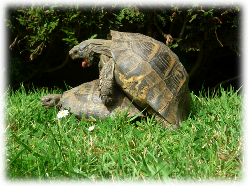 [Acceptée] Bouhwou ! Je me présente chez les Moonien(ne)s 267611Tortue