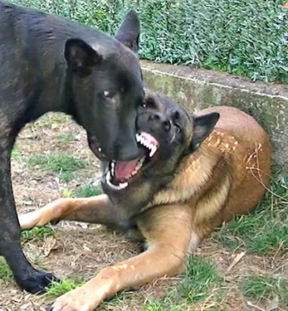 Un trio de malinois !  - Page 3 268581vlcsnap2012091011h01m57s0