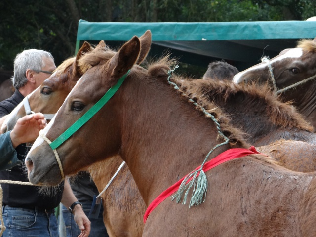 foire aux poulains  268837DSC00934