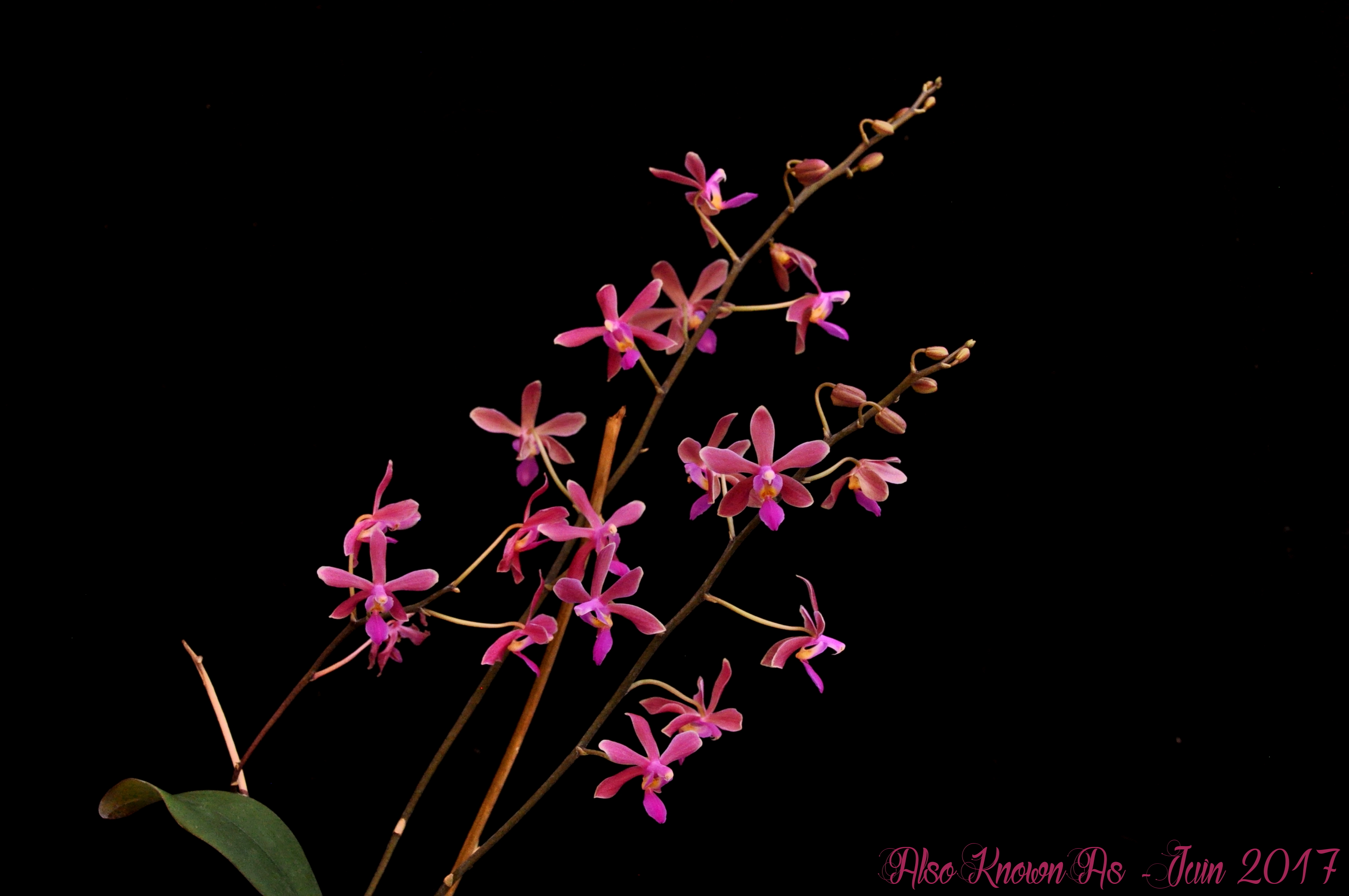 Phalaenopsis Braquestris Melmi (honghenensis x equestris) 271081braquestris