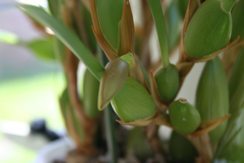 maxillaria tenuifolia  - Page 3 271207IMG9077