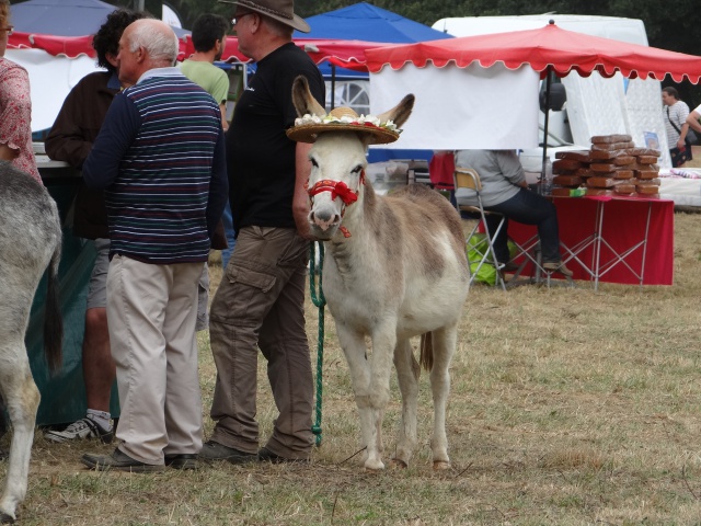 foire aux poulains  271513DSC00911