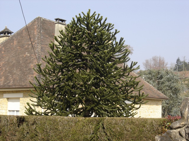 Araucaria araucana - désespoir du singe 272079Araucariaaraucana2