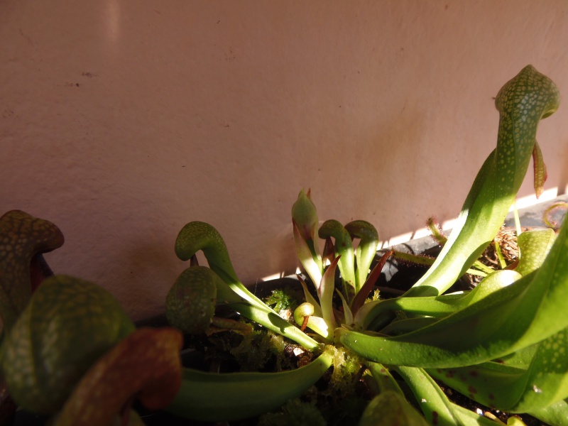 Darlingtonia Californica - Page 2 272113P3150034