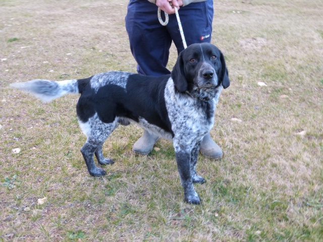 KENn x pointer/Braque/(épagneul/setter) - Spa de Poitiers (86) 27249879fKen