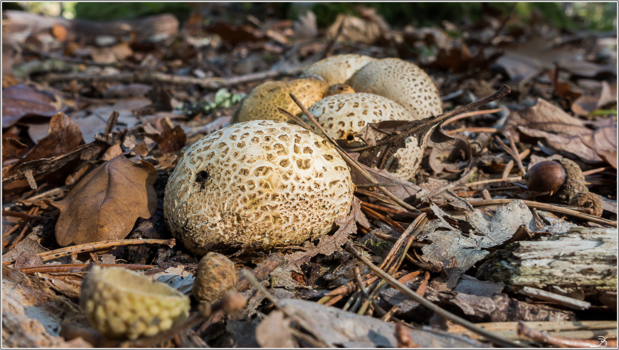 Champignons de Barbizon 272599LR53DSC05920