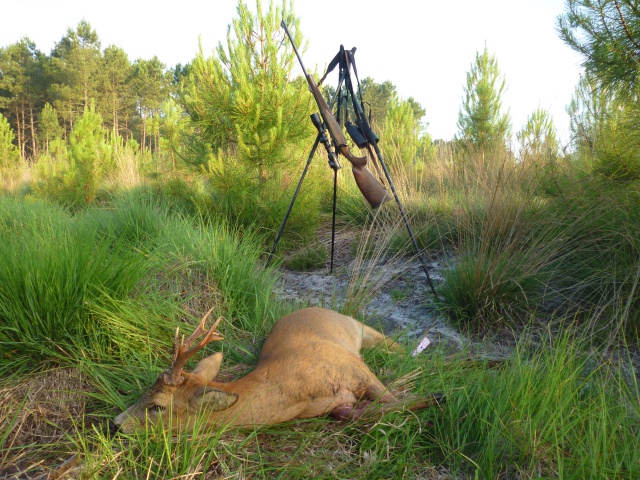 Chasse d'été Brocards et sangliers 2017 . 272733P1000304