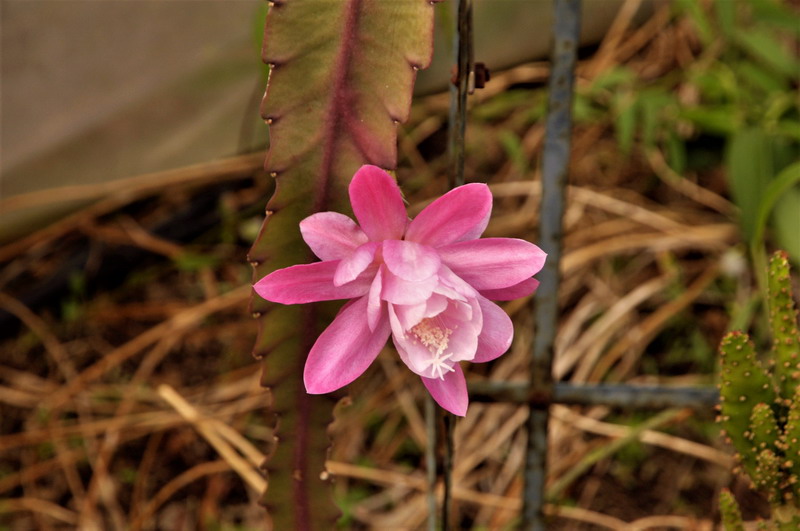 Epiphyllum 273243Epiphyllum2