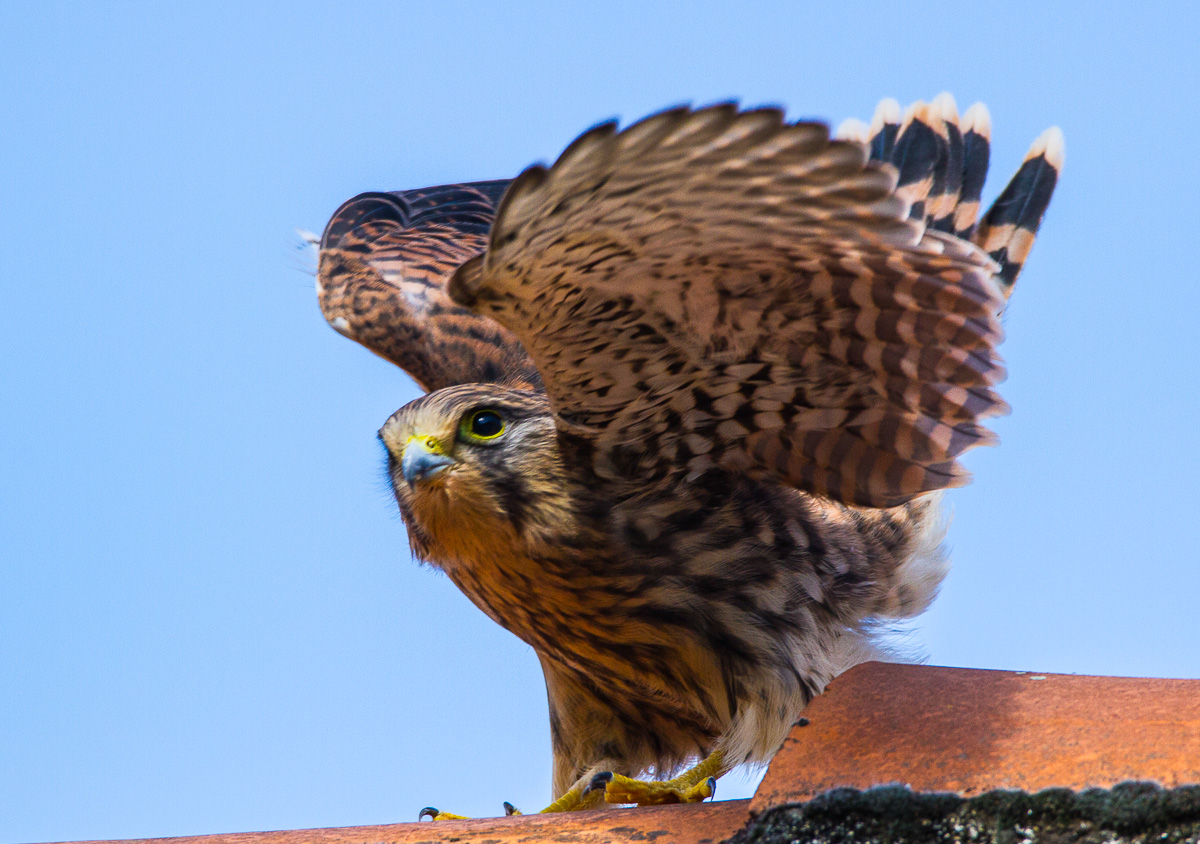 Le fils de Falco. 274490IMG7259