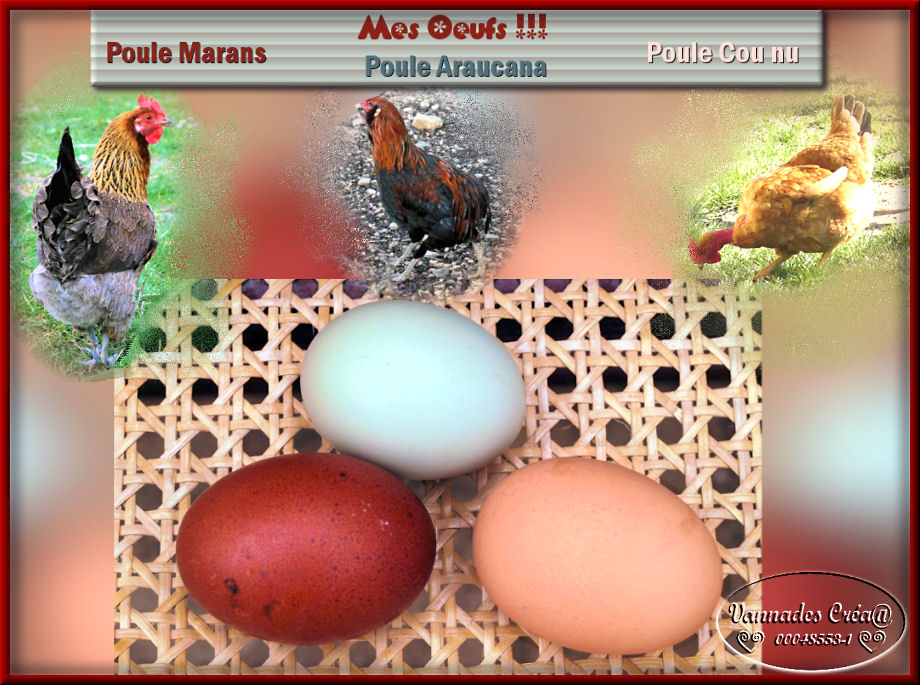 Mes Poulettes suite 1 275396mesoeufs