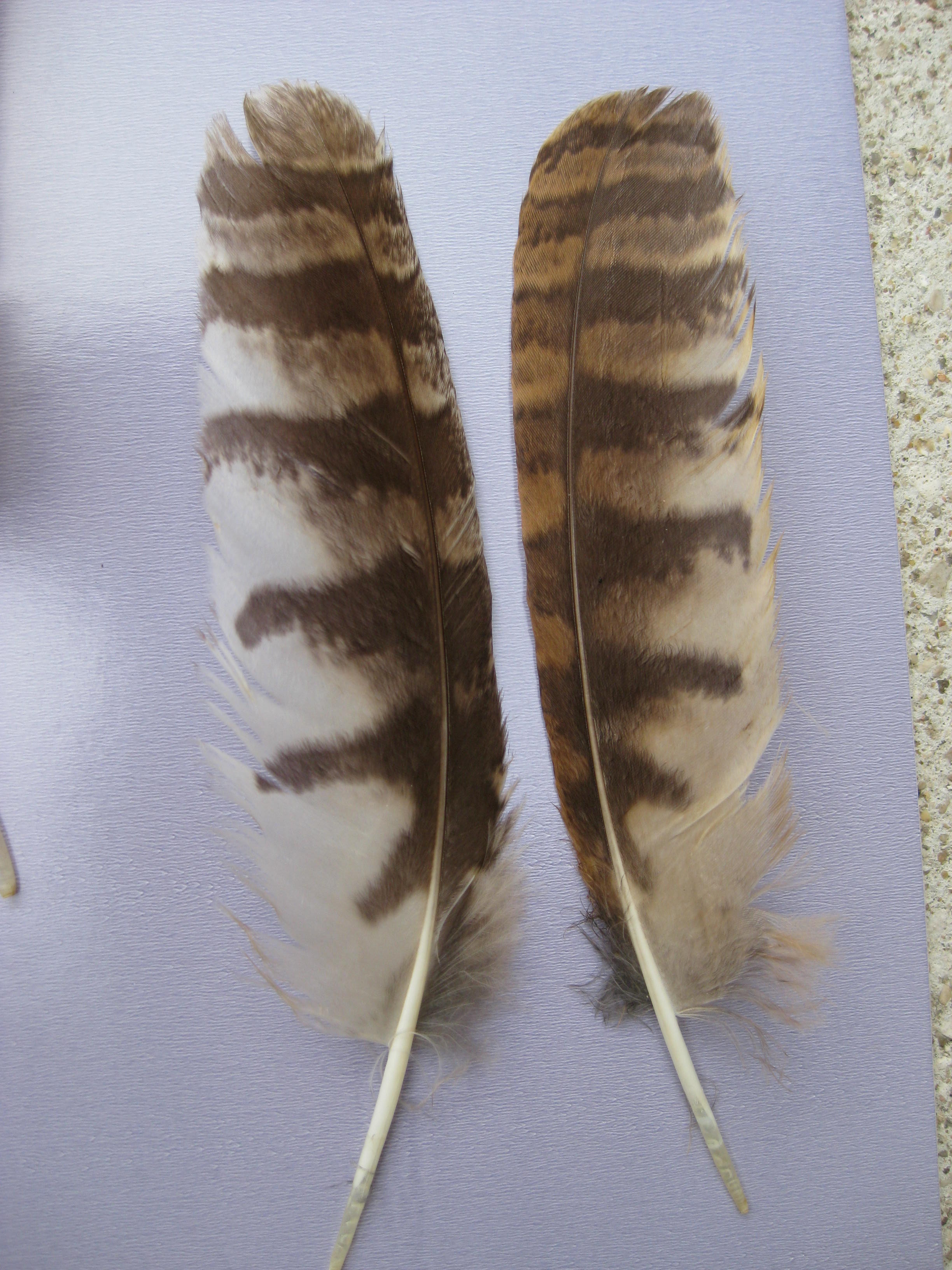 Chouette hulotte (Strix aluco) — free download