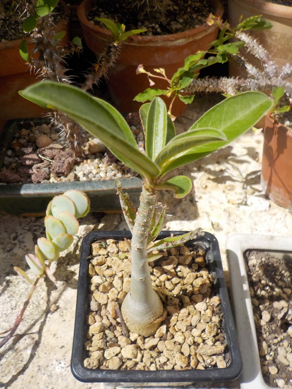 ADENIUM BOEHMIANUM - Page 3 275667adeboeh