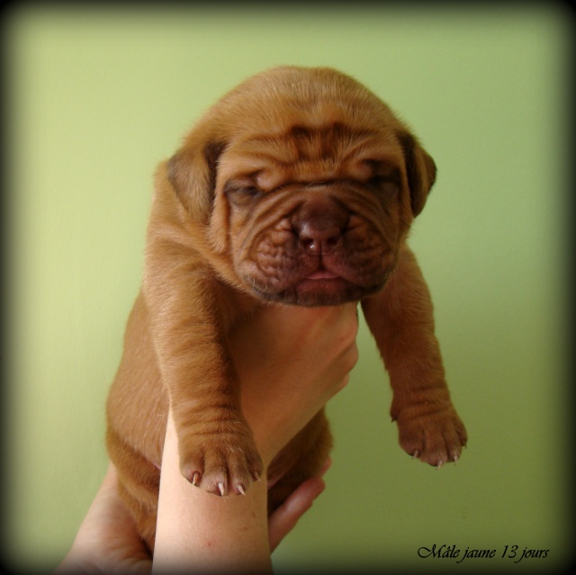 dogue - Chili Des Pas de Tacite X Honey bear De l'Aube Rouge (Dogue de Bordeaux) 275669DSC03305