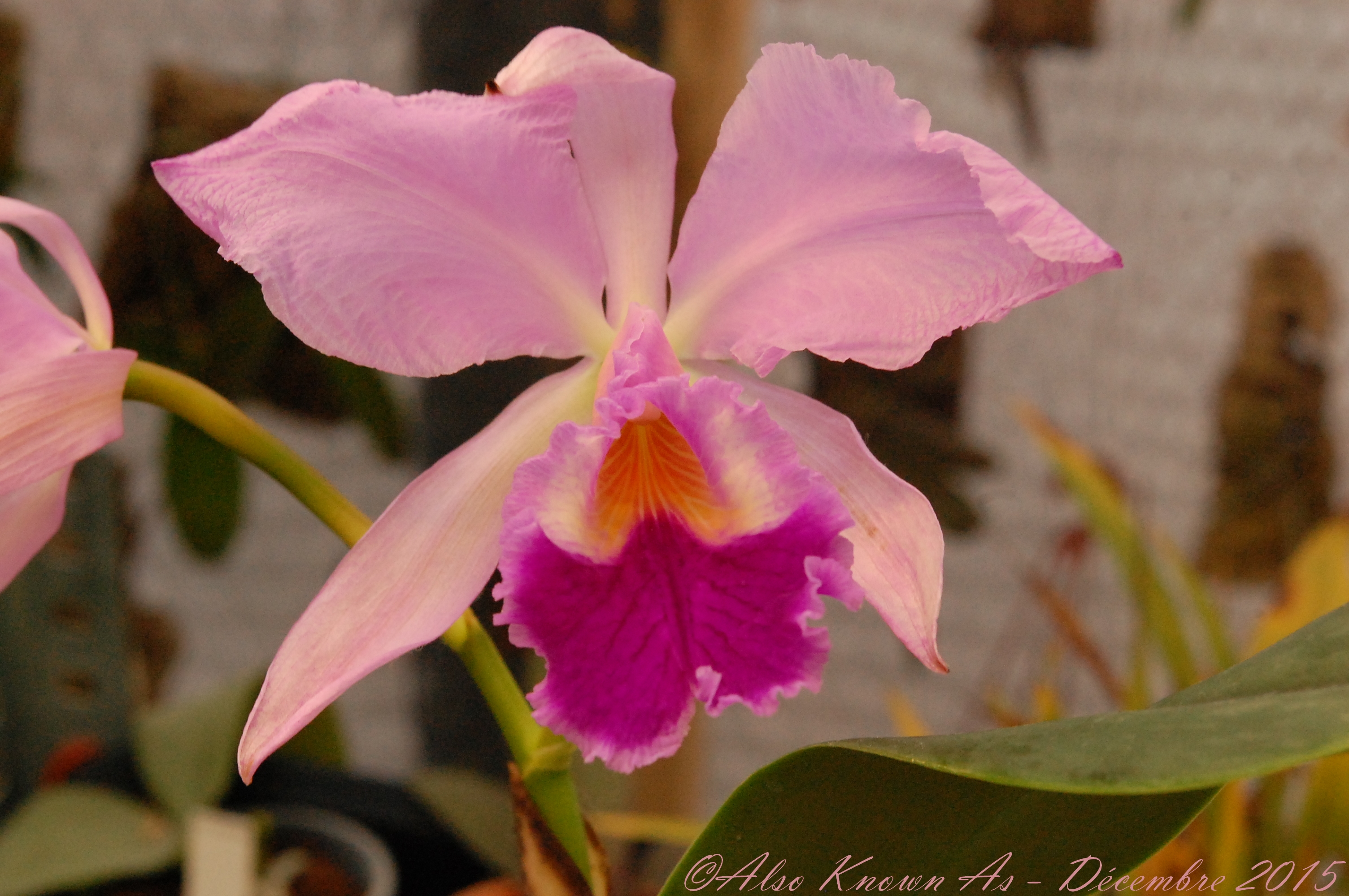 Cattleya jenmanii 275671jenmanii