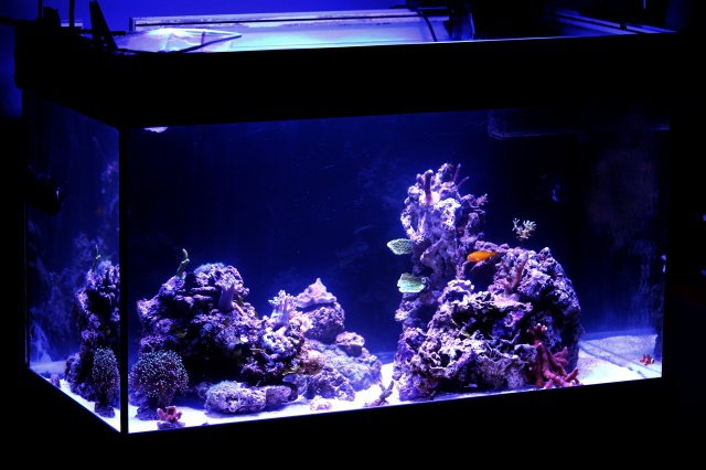 Micro Reef 120L 276862IMG0036