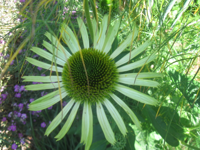 Echinacea, avec un peu de recul.... - Page 2 277569IMG2956