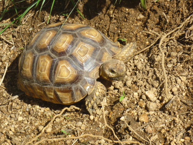 Sortie de mes 2 petites susu  277847SULCATA25AVRIL2012010