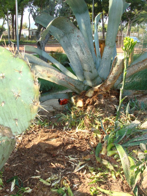 floraison agave - Page 2 279546DSC04975