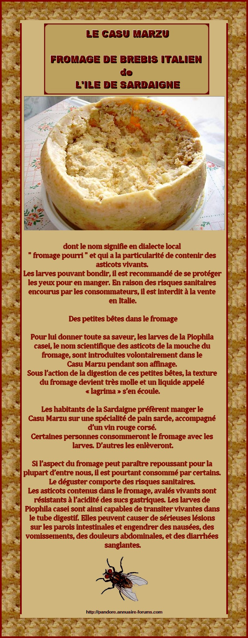 LE CASU MARZU - FROMAGE DE BREBIS ITALIEN DE L'ILE DE SARDAIGNE 281080910