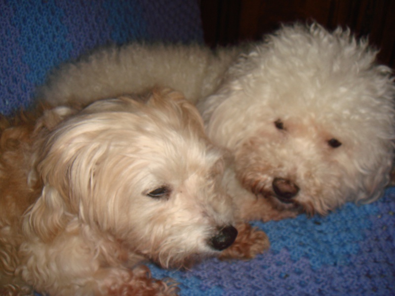 MILAINE F BICHON  12 ANS SPA GIEN (45) ADOPTEE PAR DAYSIE  - Page 2 281634DSC07458