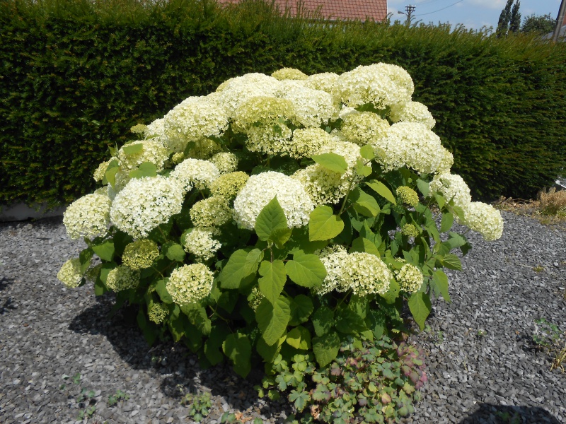 les hortensias . - Page 28 282469DSCN0625