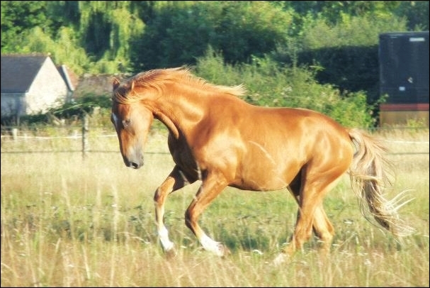  Quaprica Still. Boudienny x SF (j) 283244Quaprica