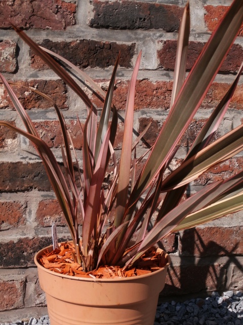 phormium - Phormium tenax - Page 2 283751MaoriSunrise