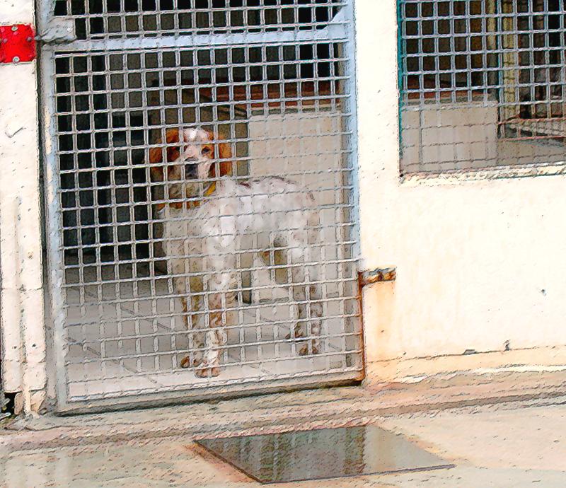 Berlioz , adorable épagneul breton mâle, 6 ans, lof - Page 4 284473IMG1517