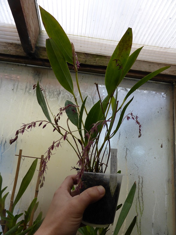 Pleurothallis loranthophylla 284729P1110732