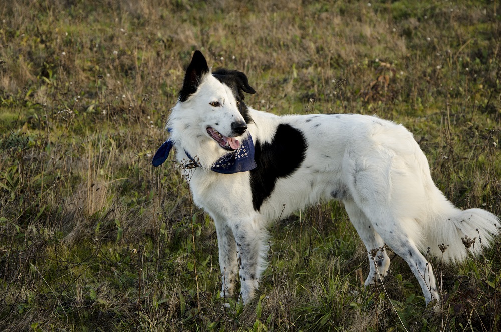 Bandit le cabri et Ivy la chipie (BC) 2850910154