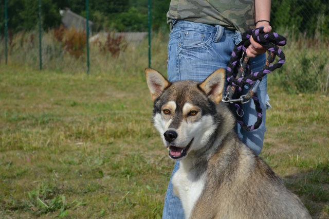 SKYy - husky 2 ans (3 pattes) Spa de Poitiers (86) 287471DSC00572