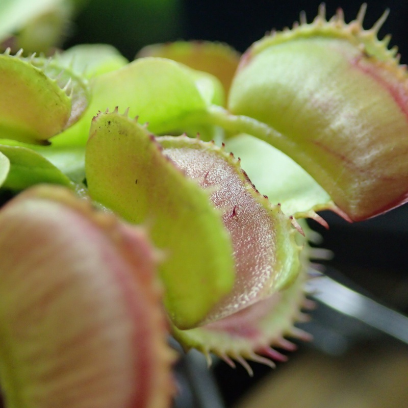 nouvelle dionaea ?? 287953P9190737