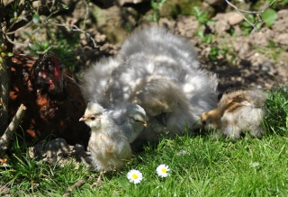 Adoption poussins par poule soie  287990DSC0768