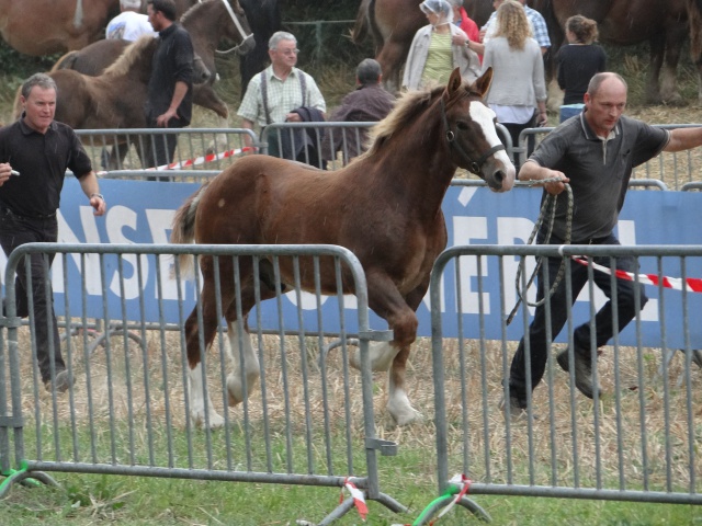 foire aux poulains  288237DSC00923