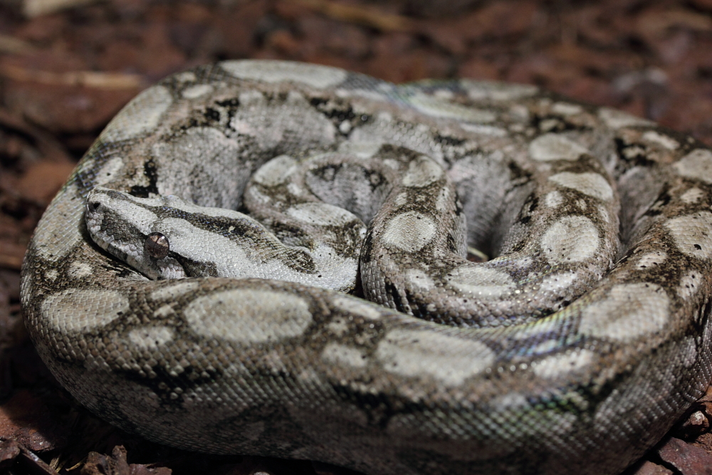 bci sonora "tarahumara mountain boas" - Page 5 290969IMG7846