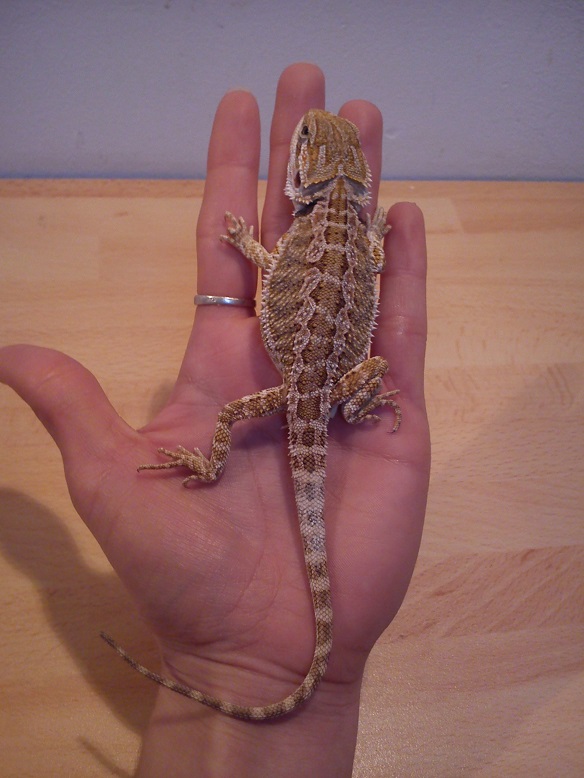 achat pogona photo votre avis svp 291358DSC2410