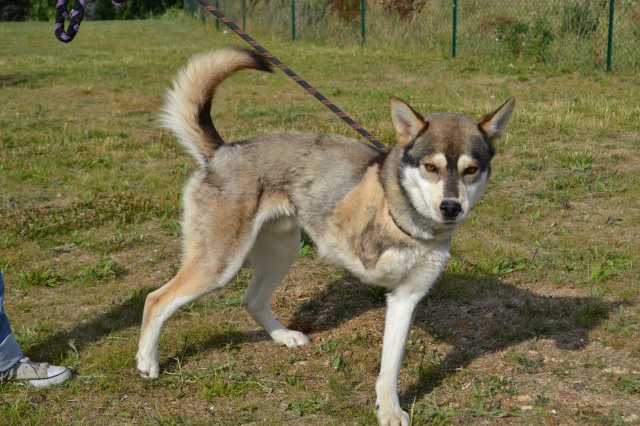 SKYy - husky 2 ans (3 pattes) Spa de Poitiers (86) 291443DSC00452