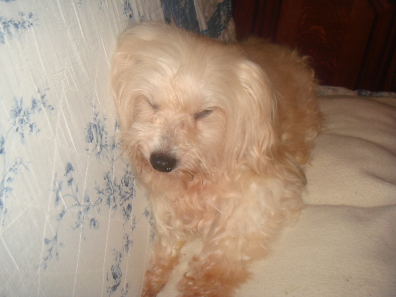 MILAINE F BICHON  12 ANS SPA GIEN (45) ADOPTEE PAR DAYSIE  - Page 3 291831DSC08124