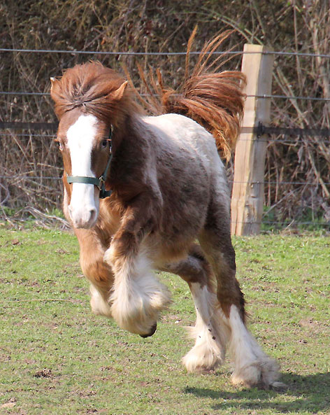 Diamond Dancer, alezan blanket cape ! new photos P2 292053Photo124