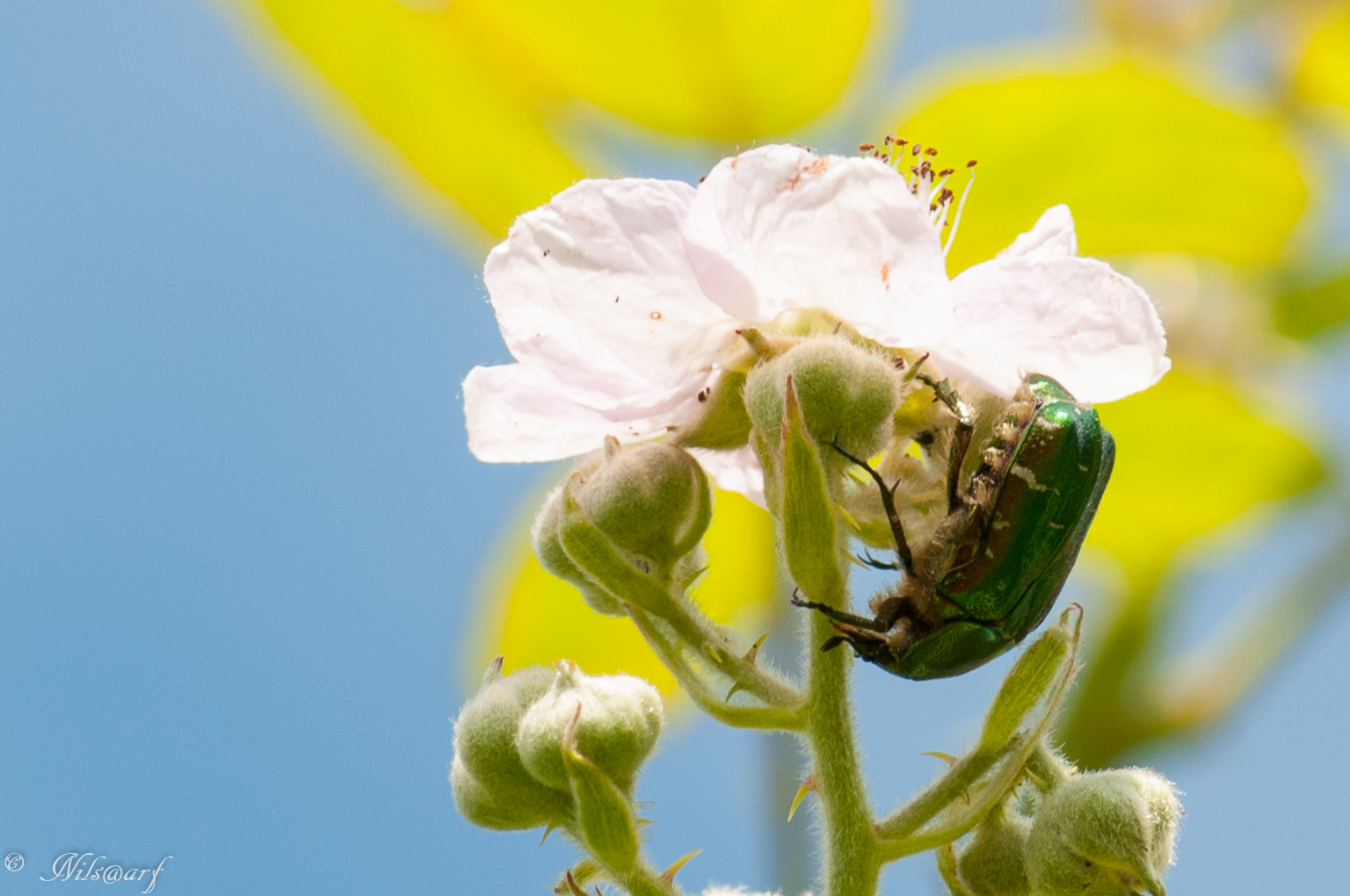 Les insectes des étangs de la Brenne 294475labrenne201629