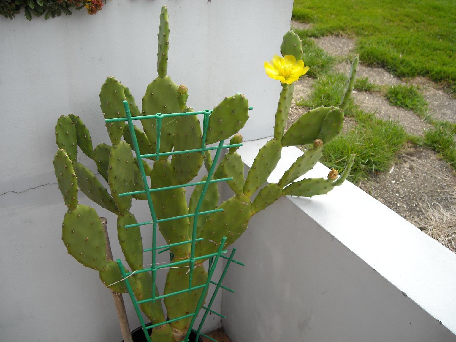 [Opuntia ficus-indica] une opuntia bahiensis ? 294504compa